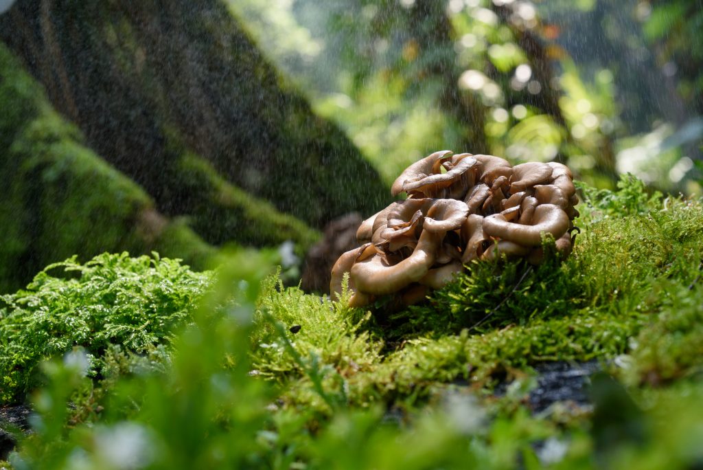 Wild maitake mushrooms