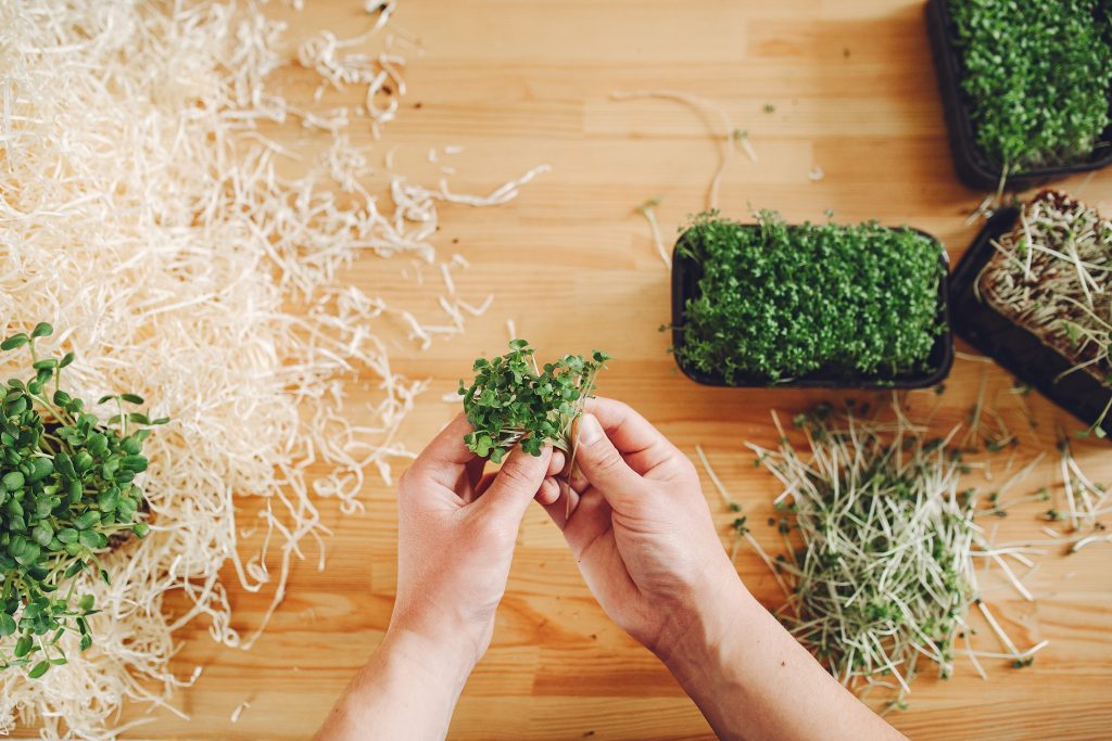 Sprouts and microgreens (pictured) are some of the best high vibration foods