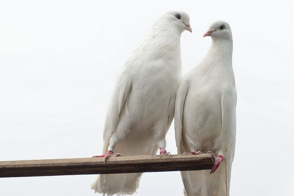 What do doves symbolize