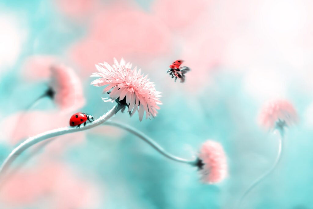 Fantasy floral landscape with one ladybug on a flower stem and another flying through the air