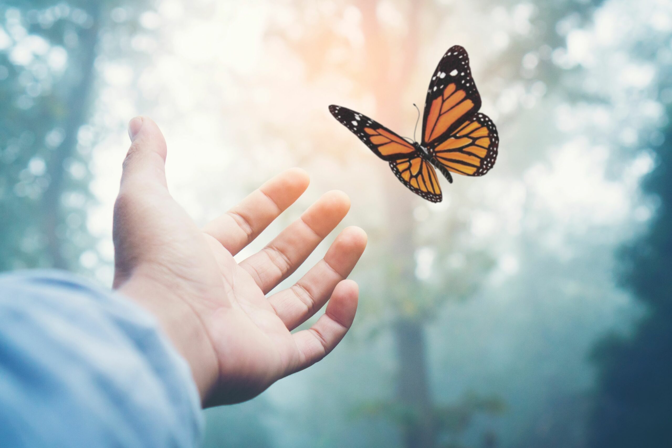 What Do Butterflies Symbolize? The Complete Guide to the Spiritual Meaning of Butterflies 3