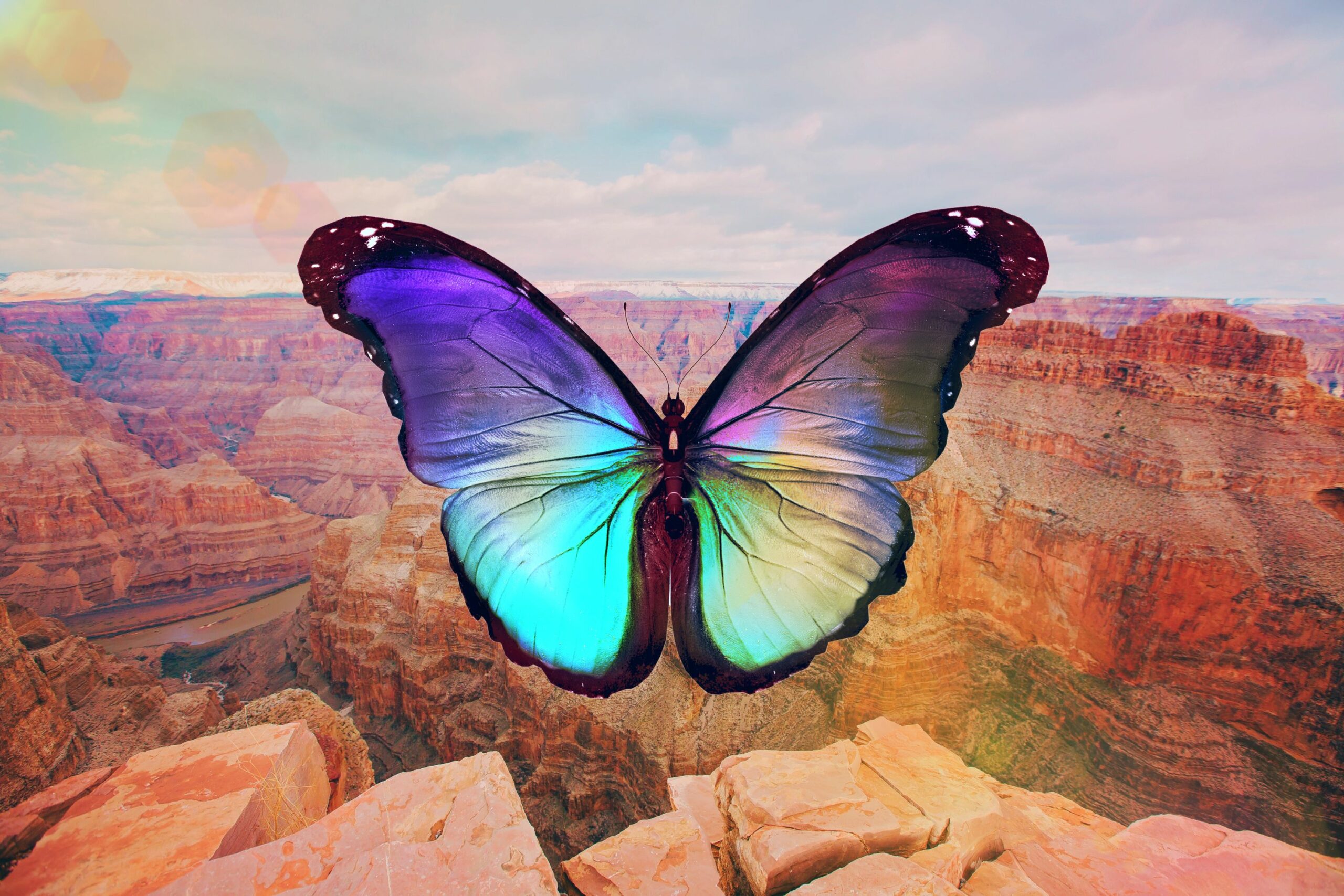 What Do Butterflies Symbolize? The Complete Guide to the Spiritual Meaning of Butterflies 7