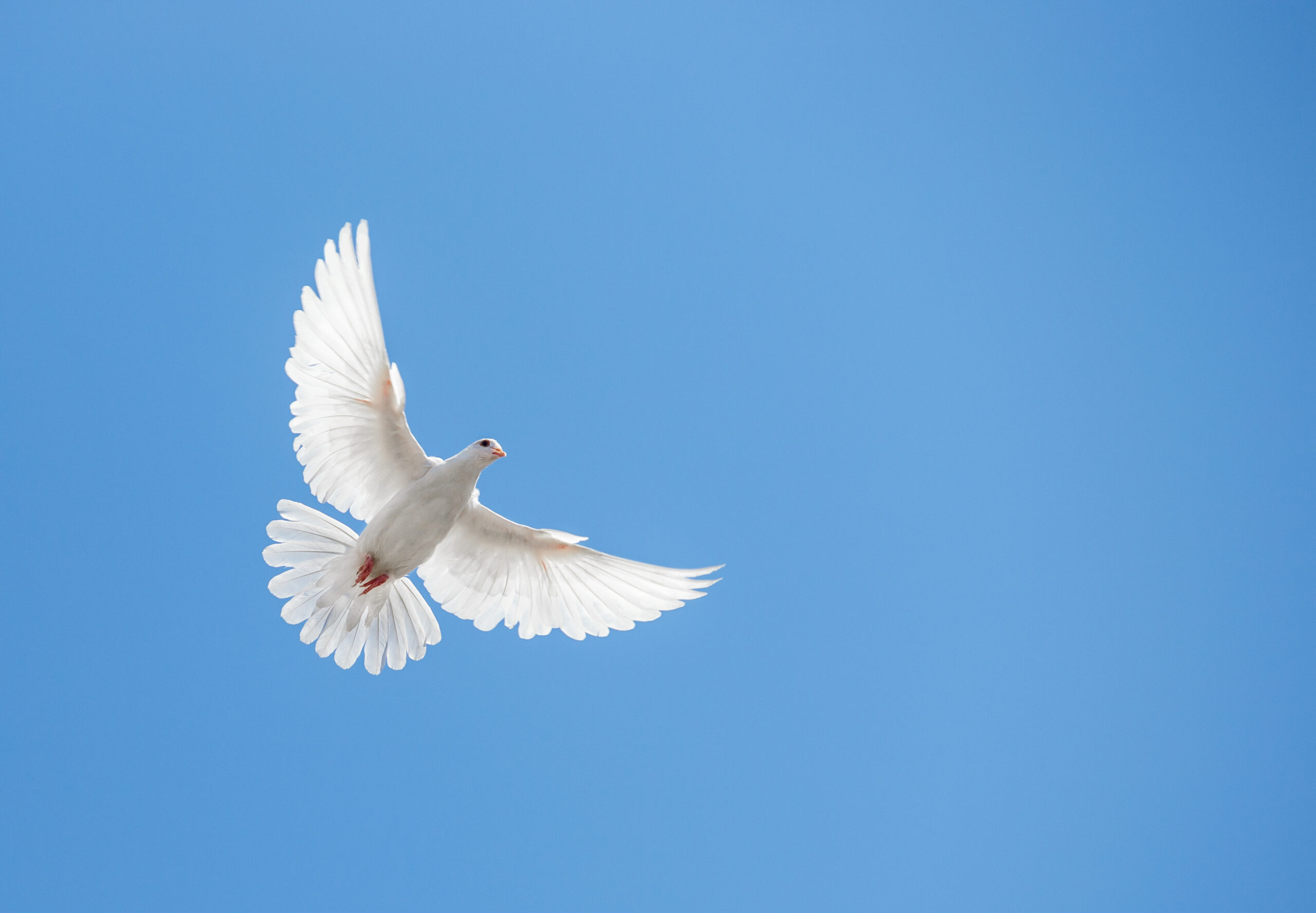 White dove flying above in the bright blue sky