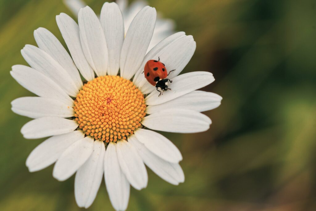 Are Ladybugs Good Luck? Discover the Spiritual Meaning of Ladybugs 2
