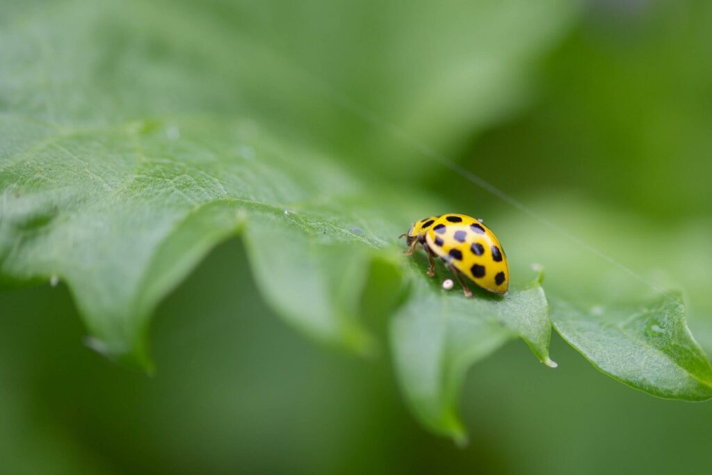 Are Ladybugs Good Luck? The Complete Guide to the Spiritual Meaning of Ladybugs 4