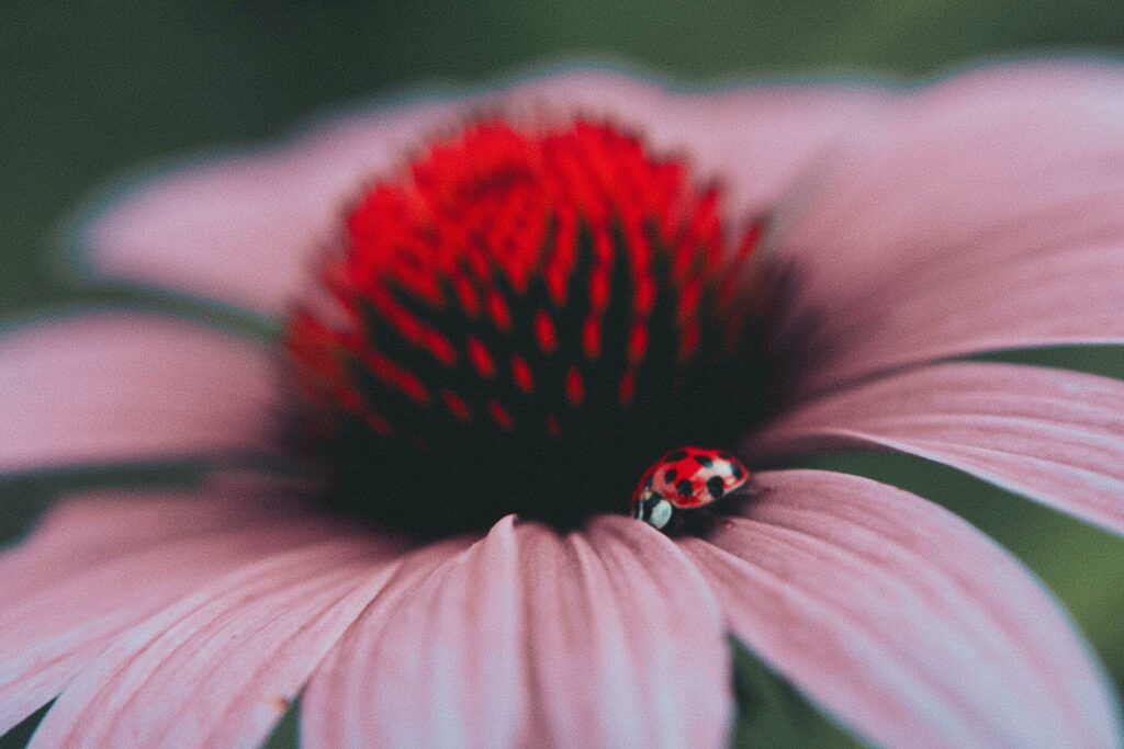 Are Ladybugs Good Luck? Discover the Spiritual Meaning of Ladybugs 3